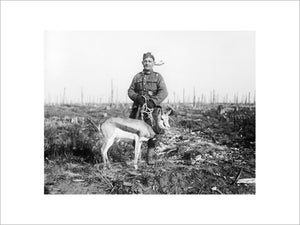Nancy, springbok mascot of the 4th South African Regiment, in Delville Wood, 17 February 1918.