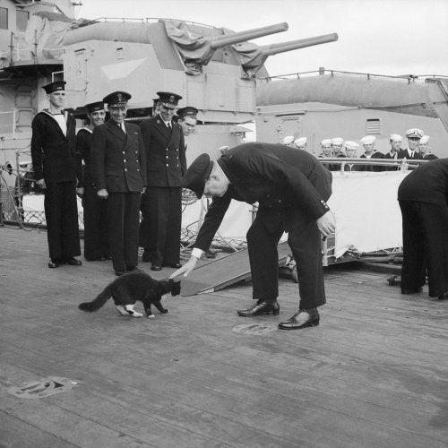 Winston Churchill stops 'Blackie', ship's cat of HMS PRINCE OF WALES, crossing over to a US destroyer during the Atlantic Conference, August 1941.
