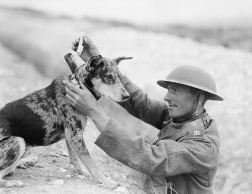 A Sergeant of a Royal Engineers signals section puts a message into the cylinder attached to the collar of a messenger dog, Etaples, 28 August 1918.