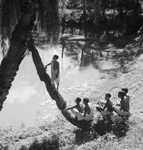 In a Bengali village: A village boy climbs a tree overhanging the river while his friends look on