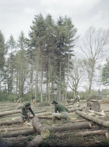 Land Army girls sawing larch poles to lengths for pit props.