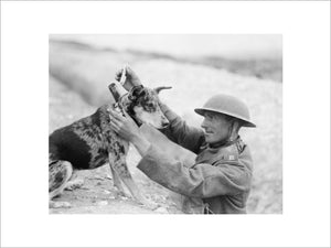 A Sergeant of a Royal Engineers signals section puts a message into the cylinder attached to the collar of a messenger dog, Etaples, 28 August 1918.
