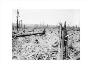 View of the blasted tree stumps in Delville Wood, Somme, 1916