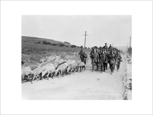 British infantry retiring from Verneuil driving a flock of sheep before them, 29 May 1918.