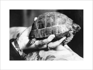 Tommy the tortoise, the pet of Mrs Dudley Beresford, was injured by shrapnel during the barrage of a German air raid on London on 29 September 1917.