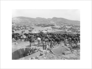 British horse lines at Suvla Bay during the Gallipoli Campaign in 1915.