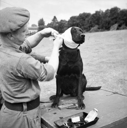 A sergeant of the Royal Army Veterinary Corps bandages the wounded ear of 'Jasper', a mine-detecting dog at Bayeux in Normandy, 5 July 1944.