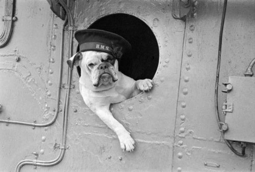Venus' the bulldog mascot of the destroyer HMS VANSITTART, 1941.