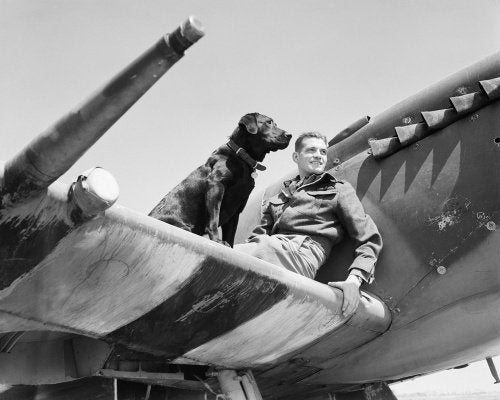 Wing Commander J E 'Johnnie' Johnson, commanding No. 144 (Canadian) Wing, on the the wing of his Supermarine Spitfire Mk IX with his Labrador retriever Sally, at Bazenville, Normandy, 31 July 1944.
