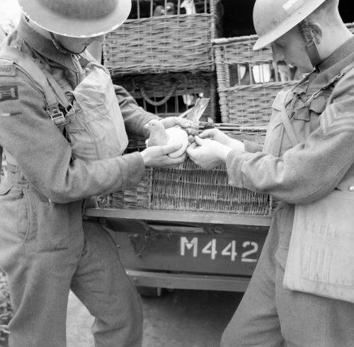 A message written on rice paper is put into a container and attached to a carrier pigeon by members of 61st Division Signals at Ballymena, Northern Ireland, 3 July 1941.
