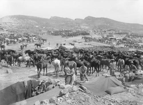 British horse lines at Suvla Bay during the Gallipoli Campaign in 1915.