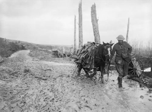 A pack horse loaded with rubber trench boots (waiders) is led through the mud near Beaumont Hamel on the Somme battlefield, November 1916.