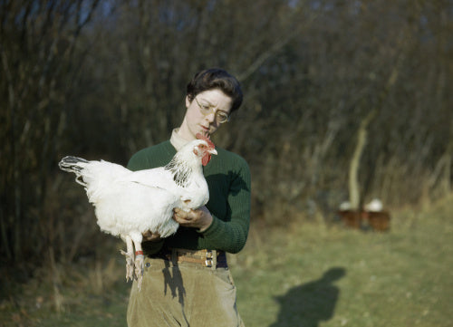 A Land Army girl holding a chicken, 1944.