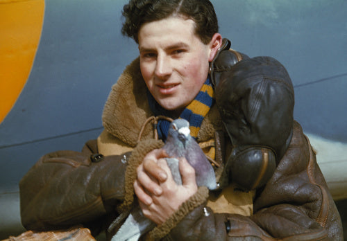 A member of the crew of an RAF Coastal Command Lockheed Hudson holding a carrier pigeon, 1942.