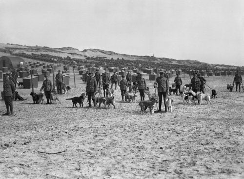 A group of dog handlers stand with their dogs at the British Army kennels near Etaples, 20 April 1918.