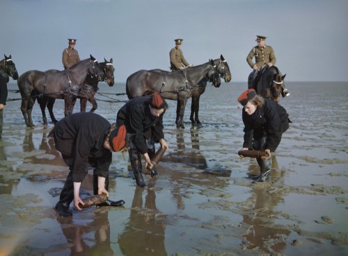 Auxiliary Territorial Service (ATS) girls at the Royal Artillery Experimental Unit at Shoeburyness in Essex, recovering shells from the mud flats at low tide, 1943.